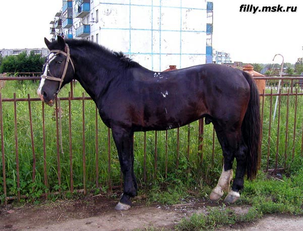 Купить лошадь Приморский край. Продажа лошадей в Тамбовской области. Купить лошадь приморский